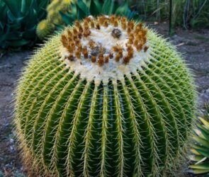 A cactus which can be eaten as part of a weight loss diet.