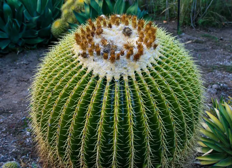 A cactus which can be eaten as part of a weight loss diet.