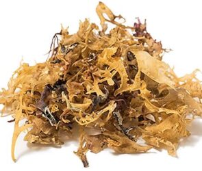 Some sea moss which can be used as part of a healthy diet to lose weight.
